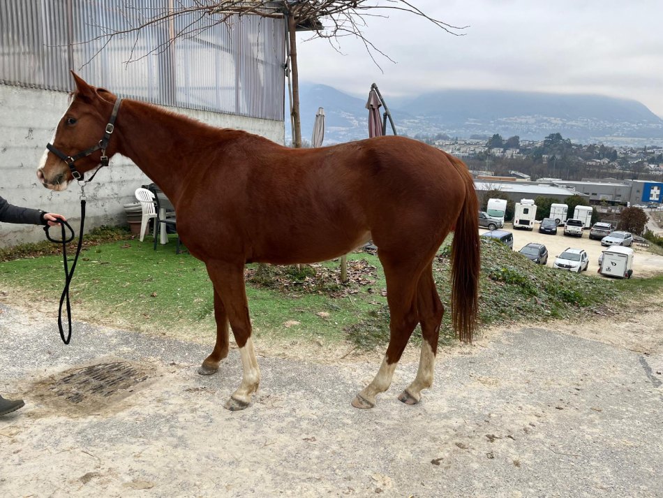 photo du cheval chanel aux ecuries covarel