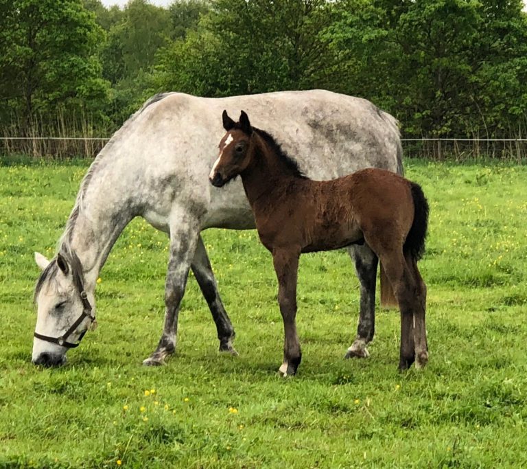 ecurie-covarel-elevage-chevaux-bien-etre