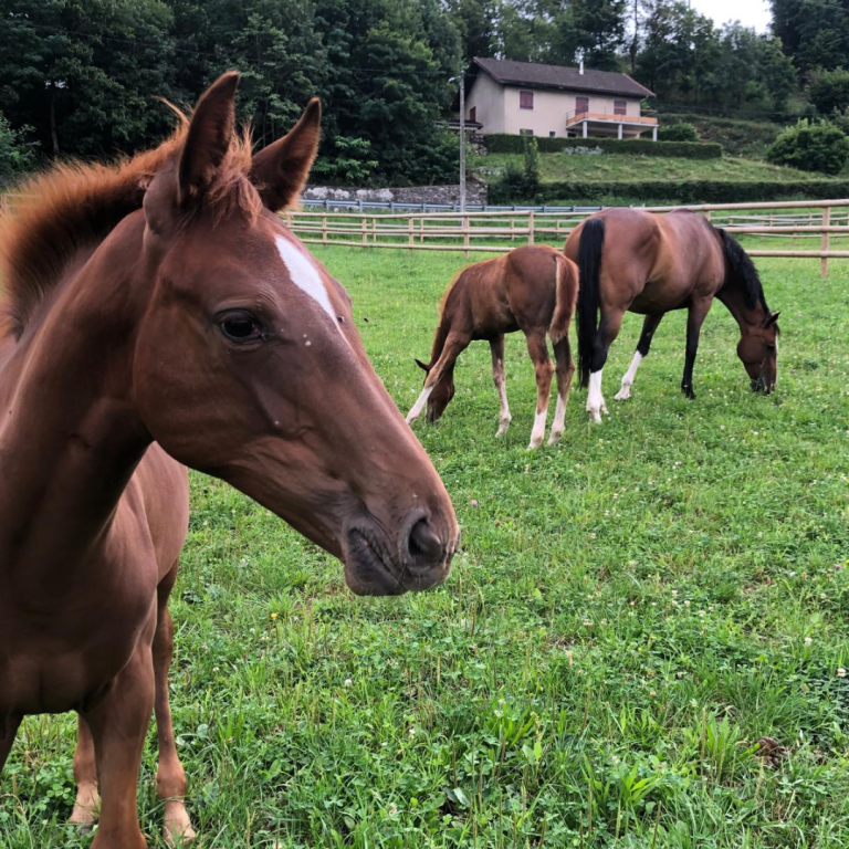 ecurie-covarel-elevage-chevaux-cso