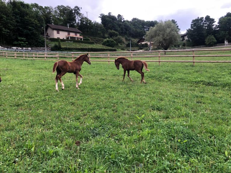 ecurie-covarel-elevage-chevaux-savoie
