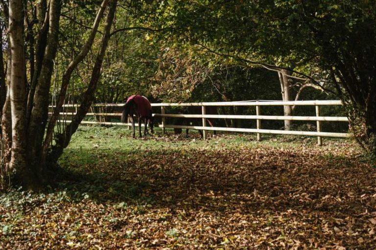 ecurire-covarel-formation-bien-etre-equin-cheval