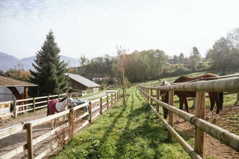 ecurire-covarel-formation-bien-etre-equin-chevaux