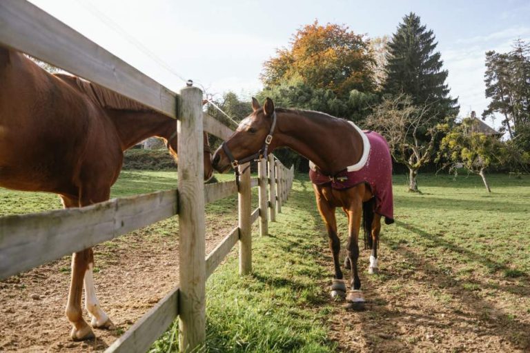 ecurire-covarel-formation-bien-etre-equin-poulin