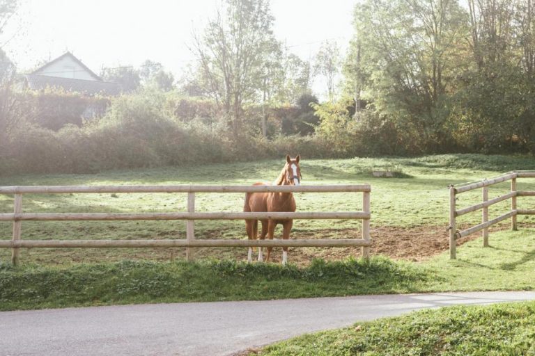 ecurire-covarel-formation-bien-etre-equin-pour-les-pros