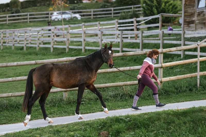 ecurire-covarel-formation-bien-etre-equin-en-tete